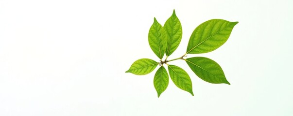 Single branch with intricate details against a bright white background, wood grain, tree