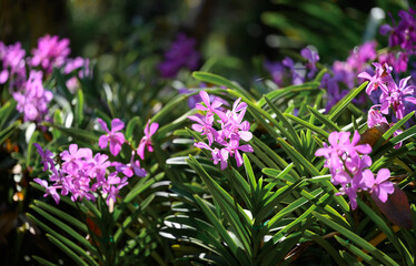 Purple orchid flowers (Ascocentrum miniatum or Vanda miniatum)