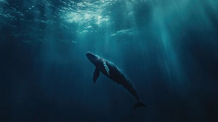 Fototapeta premium A majestic blue whale swimming gracefully in the deep blue ocean, its massive body moving effortlessly.