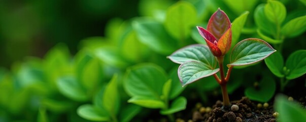 Obraz premium La planta con hojas moradas y verdes crece en un jard?n, plants, nature, vegetation