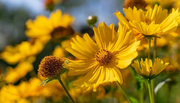 Coreopsis grandiflora. Yellow large flowered tickseeds or common coreopsis in the garden