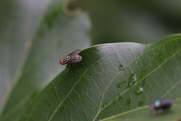 Naklejka premium Sarcophaga or a meat fly that perches on a leaf