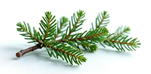 Sprig of evergreen branches isolated on white, coniferous, snow