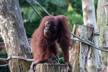 Bornean Orangutan or Pongo pygmaeus in Singapore zoo