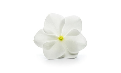 sampaguita flower