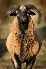 Domestic sheep male ram close-up portrait on the pasture. Funny animal photo. Small farm in Czech...