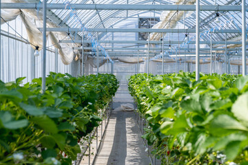 Fototapeta premium Greenhouse strawberry cultivation in Japan. Strawberry picking experience . . strawberry hanging from the tree
