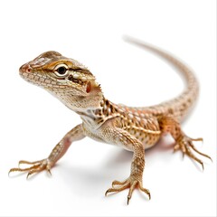 Fototapeta premium Detailed Close-up of a Small Lizard in Bright White Background