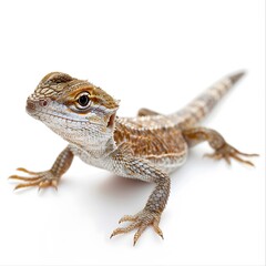 Fototapeta premium Close-up of a Unique Lizard with Intricate Scales on White Background