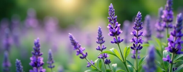 Obraz premium Delicate lavender flowers blooming on Plectranthus Mona foliage, lavandula, mona, botanical