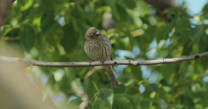 House finch on a think branch of a tree in slow motion