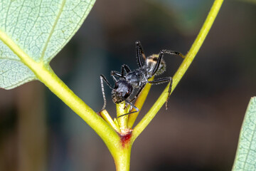 Camponotus suffusus - Australian Carpenter Ant in Natural Habitat