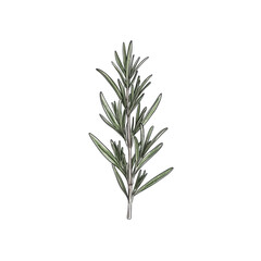 Fototapeta premium A Rosemary leaf isolated png.