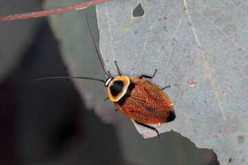 Austral Ellipsidion (Ellipsidion australe) - Native Cockroach Macro Photography in Australian Wildlife