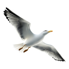 PNG Elegant Seagull against transparent background