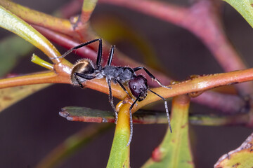 Camponotus suffusus - Australian Carpenter Ant Macro Photography in Natural Habitat