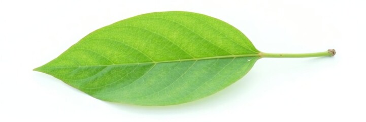 Obraz premium Single eucalyptus leaf isolated on white background, plant, single leaf, herb