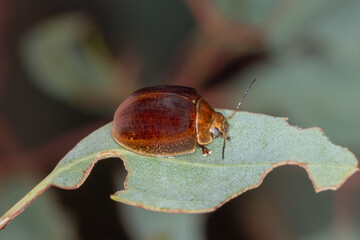 Paropsisterna cloelia Leaf Beetle Adult - Darker Colour Morph