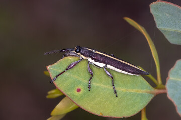 Rhinotia Weevil -  Australian Weevil on Green Foliage