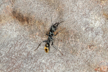 Golden-tailed Bull Ant (Myrmecia piliventris) - Australian Insect Macro Photography