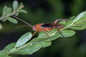 Orchid Dupe Wasp (Lissopimpla excelsa) - Australian Parasitic Wasp Macro