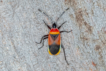 Bright and Bold - Harlequin Red Bug (Dindymus versicolor) on Tree Trunk