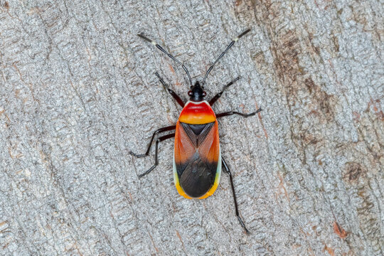Bright and Bold - Harlequin Red Bug (Dindymus versicolor) on Tree Trunk