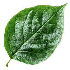 Fresh Green Leaf with Intricate Veins and Texture on White Background