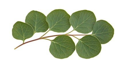 Obraz premium Cluster of Fresh Marjoram Leaves on a Clean White Background