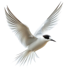 Fototapeta premium Arctic Tern isolated on white background.PNG