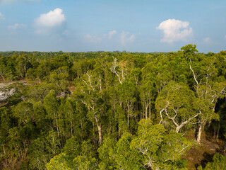 White samet or cajuput trees in wetlands forest at koh prathong island,Phang nga Thailand,Greenery botanic forest,Drone wide angle lens