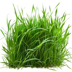 Obraz premium Lush Green Grass Patches Isolated on White Background for Design