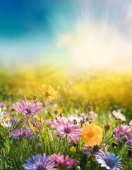 Fototapeta premium Colorful flower meadow with flowers in pastel hues with sunbeams in summer