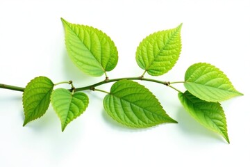 Obraz premium Delicate leaves unfurl on a branch isolated on white background, nature, foliage