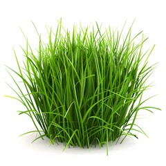Obraz premium Lush Green Grass Bunch Isolated on White Background for Nature Themes