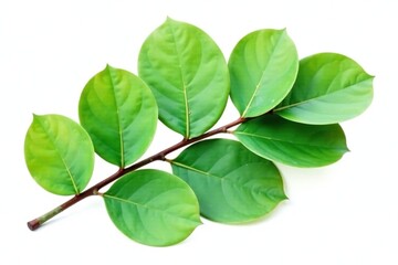 Fototapeta premium Single eucalyptus leaf isolated on white background, isolated, herby, plants
