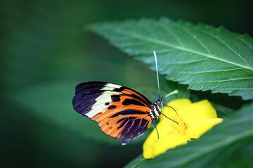 Side view of Five-spotted longwing butterfly sitting on yellow flower. Horizontally. 