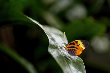 Side view of Five-spotted longwing butterfly sitting on green plant. Dark and slightly desaturated background.
