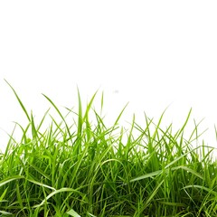 Fototapeta premium Green Grass Turf Texture for Natural Landscaping and Gardening Projects
