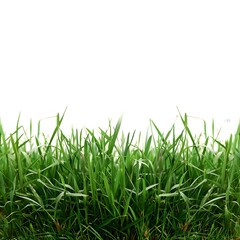 Fototapeta premium Lush Green Grass Texture with Soft Natural Lighting in Background