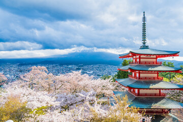 Fujiyoshida, Yamanashi, Japan - APR 17, 2024: Arakura Fuji Sengen Jinja Shrine. Mt Fuji with red pagoda in cherry blossom sakura in spring season .