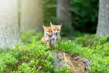 Pair of adorable  fox cubs is posing in the forest. Horizontally. 