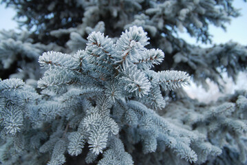 Christmas background, blue spruce branches covered in frost, close-up of winter forest nature.