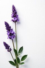 Sprigs of lavender blooms against crisp white, floral, background, bloom