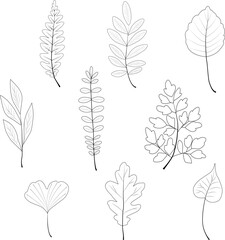 Set of vector plant elements line leaves