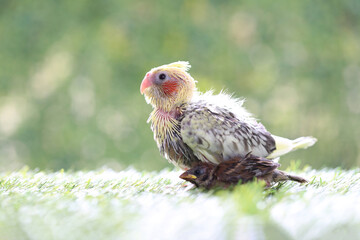 Nymphicus hollandicus, Cockatiel baby spiky feathers on natural green background
