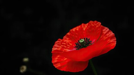 Dark red poppy with green stem on black ground, poppy, wildflower, dark background