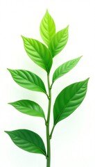 Fototapeta premium Delicate green plant leaves isolated on white background, nature, organic