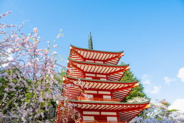 Fujiyoshida, Yamanashi, Japan - APR 17, 2024: Arakura Fuji Sengen Jinja Shrine. Mt Fuji with red pagoda in cherry blossom sakura in spring season .