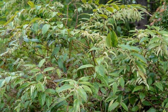 セイヨウイワナンテン（Leucothoe fontanesiana）／膨らんできたつぼみと枝垂れる枝／埼玉県・4月